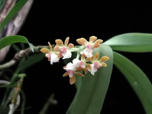 Bild von Gastrochilus monticola 3